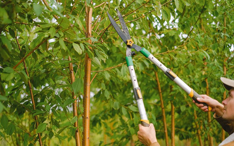 Tree trimming in Menifee, AR