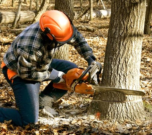 Tree Removal in Menifee, AR